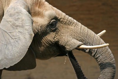 Elephant Profile (44)