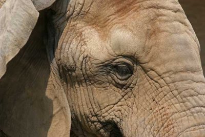 Elephant Closeup (46)