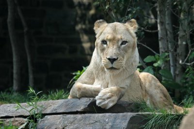 Resting Lion (51)