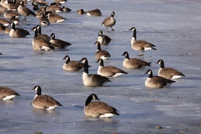 Winter Geese on Frozen Pond