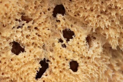 Sponge Close-up (372)