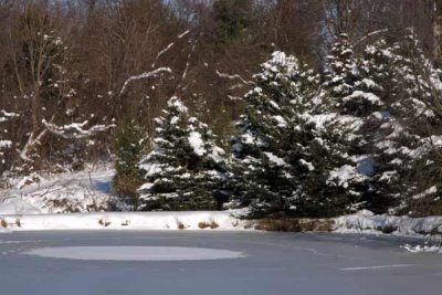 Winter Pines By the Pond