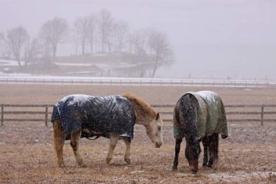 Marsh Creek Horses in Winter (18)
