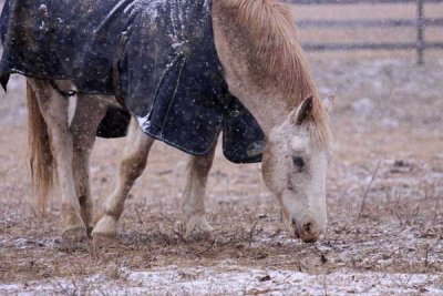 Marsh Creek Horses in Winter (24)