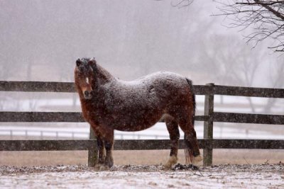 Marsh Creek Horses in Winter (28)