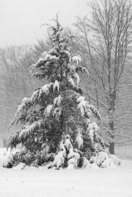 One of Our Hemlocks During Blizzard #3