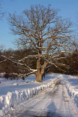 Penn Oak Lined in Snow