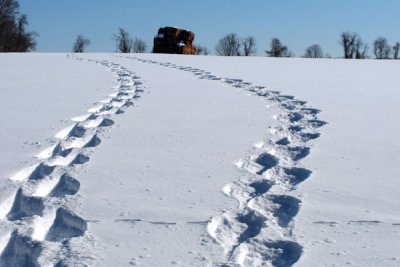 Snowshoe Tracks at Marsh Creek