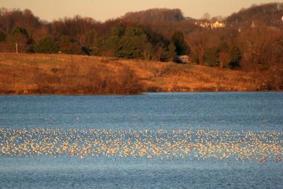 Waterfowl and Sunset Glow