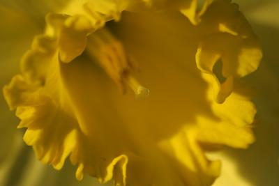Intimate Daffodil 1