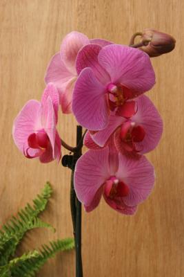 Splendid Orchids