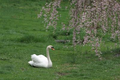 A Spring Swan