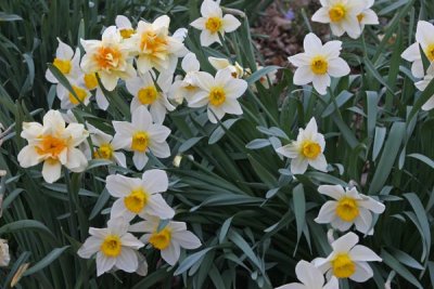 Daffodils (5)