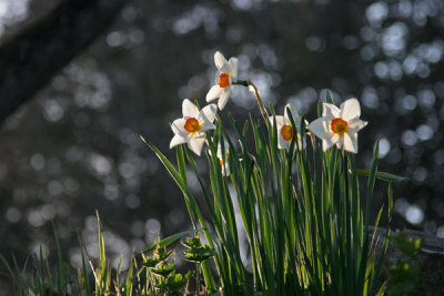 Daffodils (6)