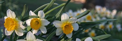 Daffodils Pano (9)
