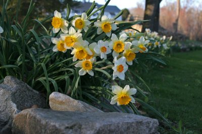 Daffodils (12)