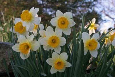 Daffodils (14)