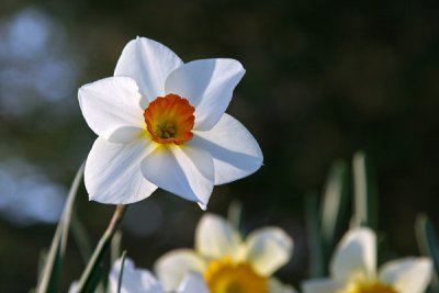 Daffodils (15)