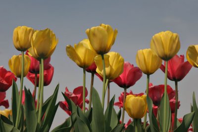 Tulips (52)