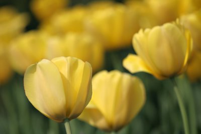 Tulips (71)