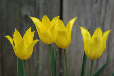 Barnside Tulips