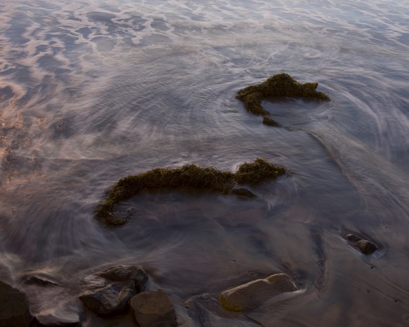 Beached Kelp