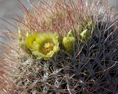 Barrel Cactus