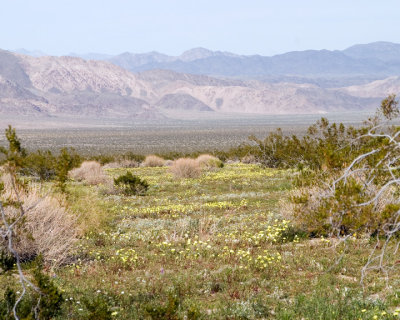 Desert in Bloom