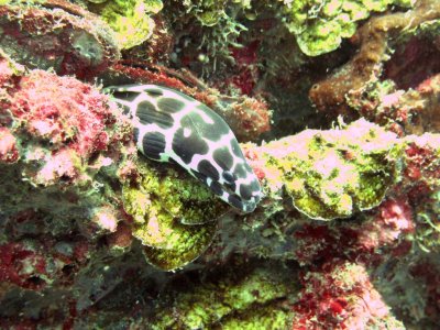 Diving - Similan Islands