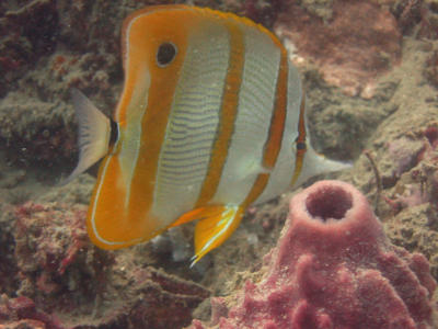 Thailand Diving H051.jpg