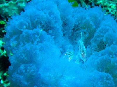 Thailand Diving H003.jpg