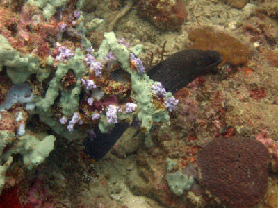 Thailand Diving H009.jpg