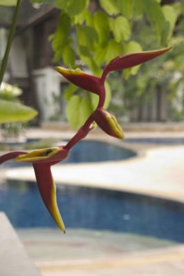 Thailand Surf098.jpg