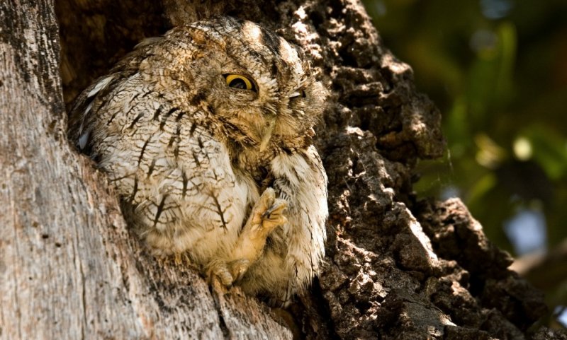 053 Screech Owl_5064Cr2Ps`0609081334.jpg