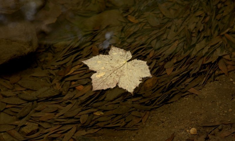 068 Thimbleberry leaf floating in the creek_9920Cr2Ps`0611201256.jpg