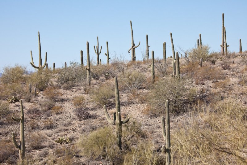 013_Saguaro desert__7090`1001141025.jpg