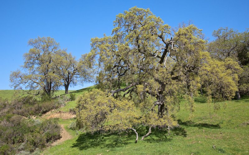 015_Oaks on string of Maguire Peaks Loop__8223`1003221150.jpg