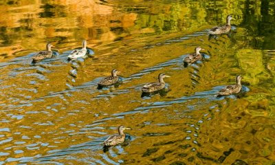 044 Ducks in pond reflecting morning light (crop)_4849Cr2`0607250751.jpg