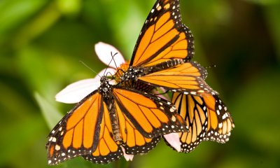 046 3 monarch butterflies_5807Cr2`0608021535.jpg