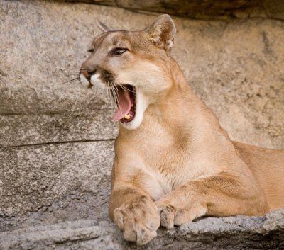 065 Mountain Lion prone on rocks, yawning_9436`0610181524.jpg