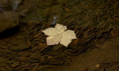 068 Thimbleberry leaf floating in the creek_9920Cr2Ps`0611201256.jpg