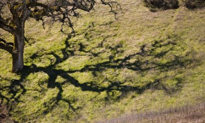 071 Oak tree shadow_0370Cr2Ps`0702191344.jpg