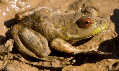 076 Frog (closeup crop)_7231Cr2`0703051014.jpg