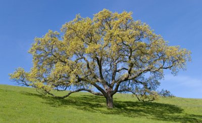 084 Oak on back of Flag Hill_7629Cr2`0704021132.jpg