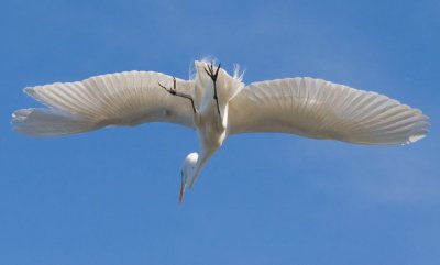 089 Egret in flight_7995Cr2Ps`0704120804.jpg