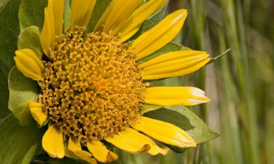 091 Mule ears close up_2301Cr2Ps`0704181011.jpg
