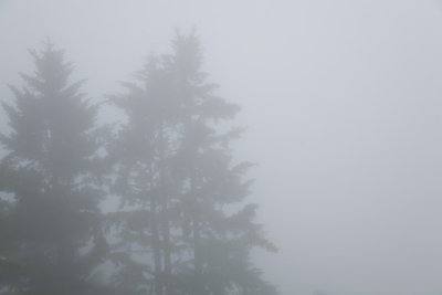 100 Trees, fog_3297Lce7Sshrp58-0.3`0706011027.jpg