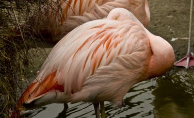 110 Flamingo - beak tucked into feathers_0128`0708311409.jpg