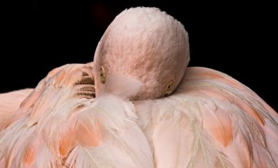 111 Flamingo - beak in feathers- both eyes open_0153Cr2Ps`0708311417.jpg