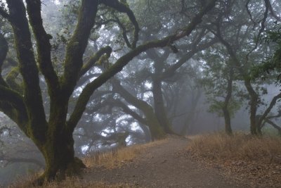 115 Fog, oak trees_5150Cr2Ps`0709120706.jpg